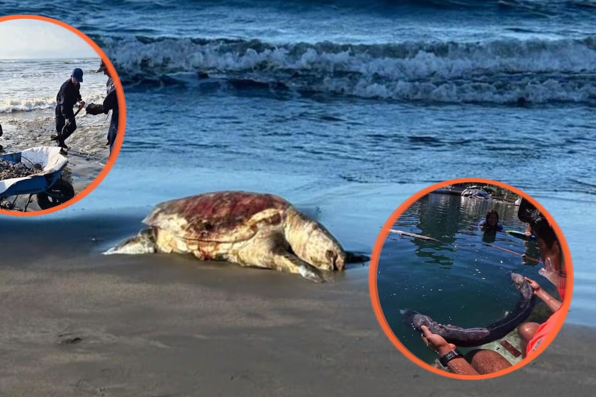 Autoridades federales recolectaron 889.4 toneladas de crudo tras derrame en el Golfo de México y desplegaron más de 3,145 elementos en operativo que abarca más de 630 kilómetros de costa