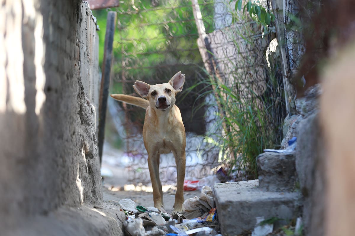 Garantiza BC derechos de los animales