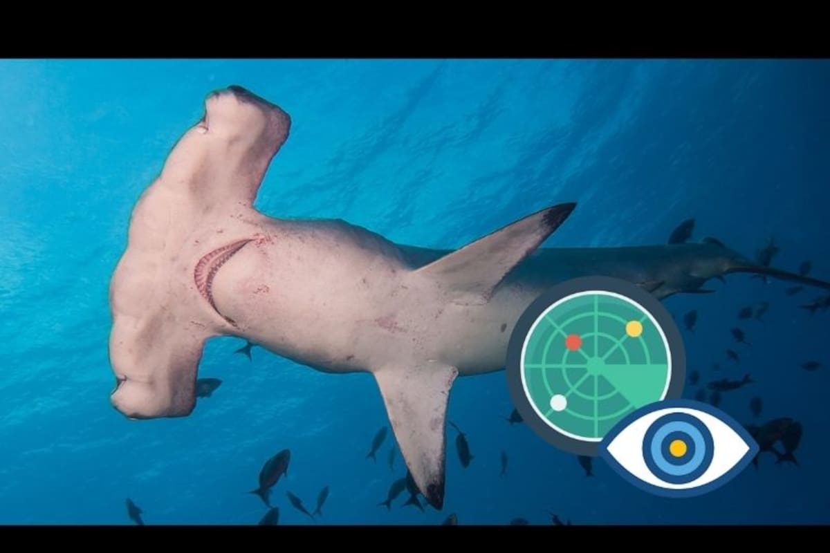 Tiburones martillo: los depredadores extraños que la evolución perfeccionó