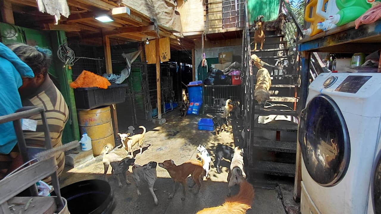 La asociación Patitas Firmes advirtió que esta práctica expone a los animales a atropellamientos, mientras enfrenta sobrepoblación y falta de recursos tras el abandono reciente de decenas de perros. Foto: Cortesía