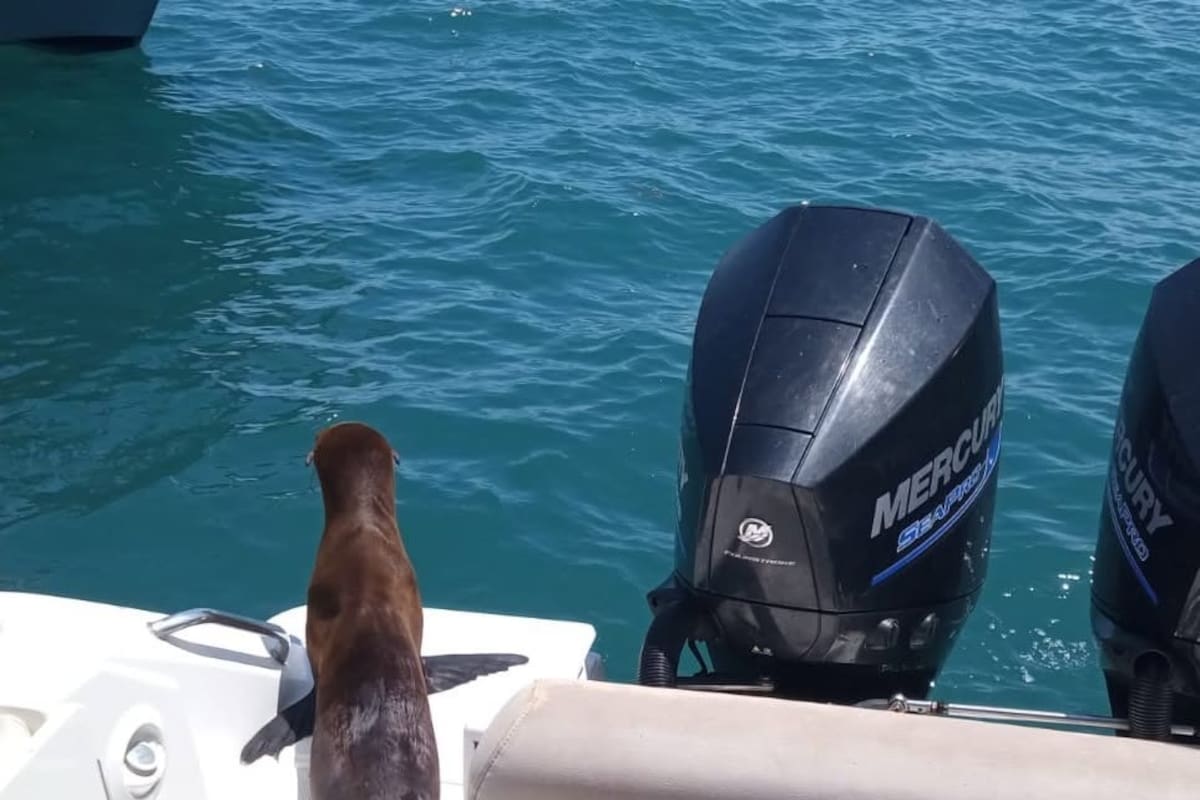 Liberan lobo marino frente a San Felipe tras operativo conjunto de Marina y autoridades ambientales