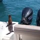 Liberan lobo marino frente a San Felipe tras operativo conjunto de Marina y autoridades ambientales