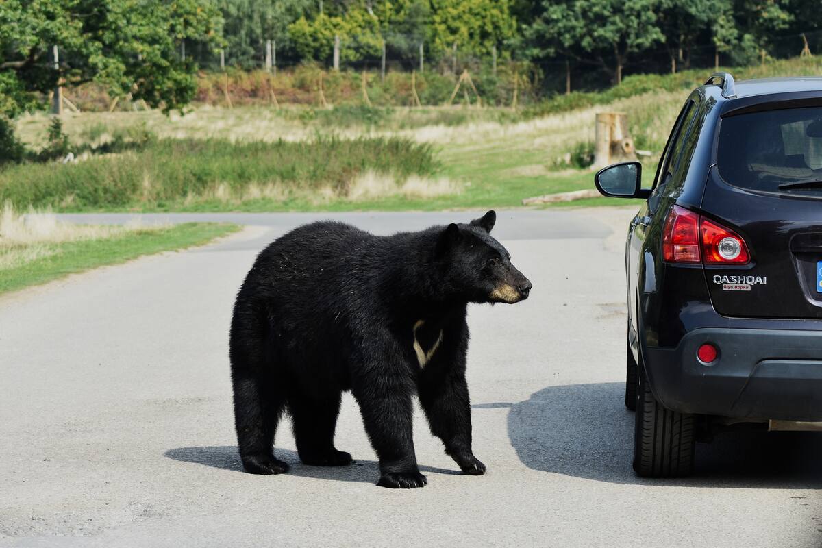 Oso negro muere tras quedar atrapado dentro de auto a altas temperaturas