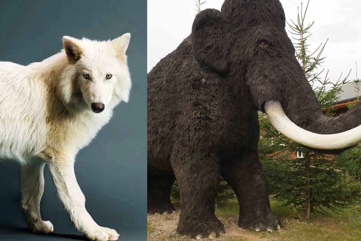 ¿Cuál podría ser el impacto de “resucitar” especies extinguidas hace miles de años, como los lobos terribles y los mamuts, en el mundo actual?