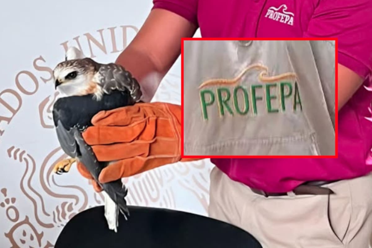 Profepa rescata fauna silvestre herida en distintos estados tras reportes ciudadanos