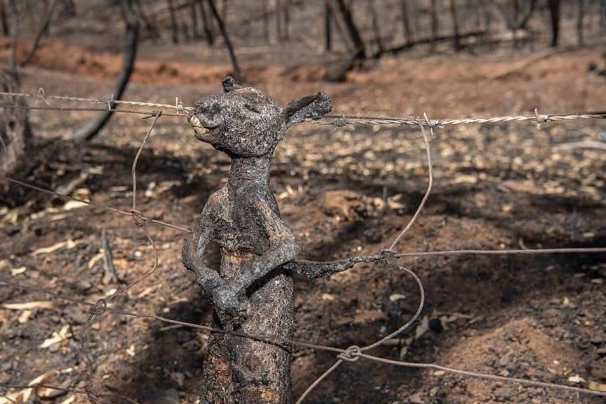 Desagarradora imagen de bebé canguro calcinado describe el caos en Australia