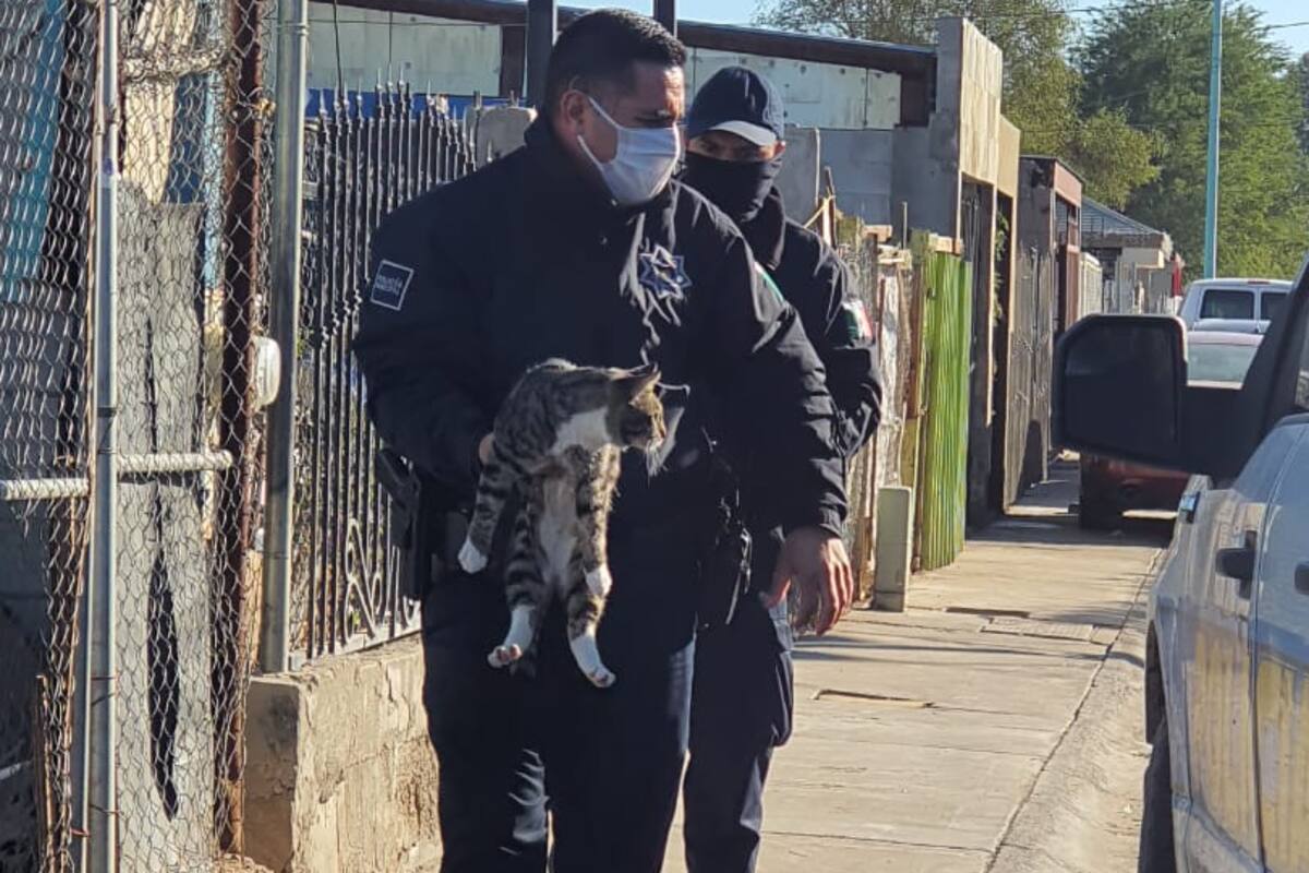 Perros son rescatados de maltrato animal