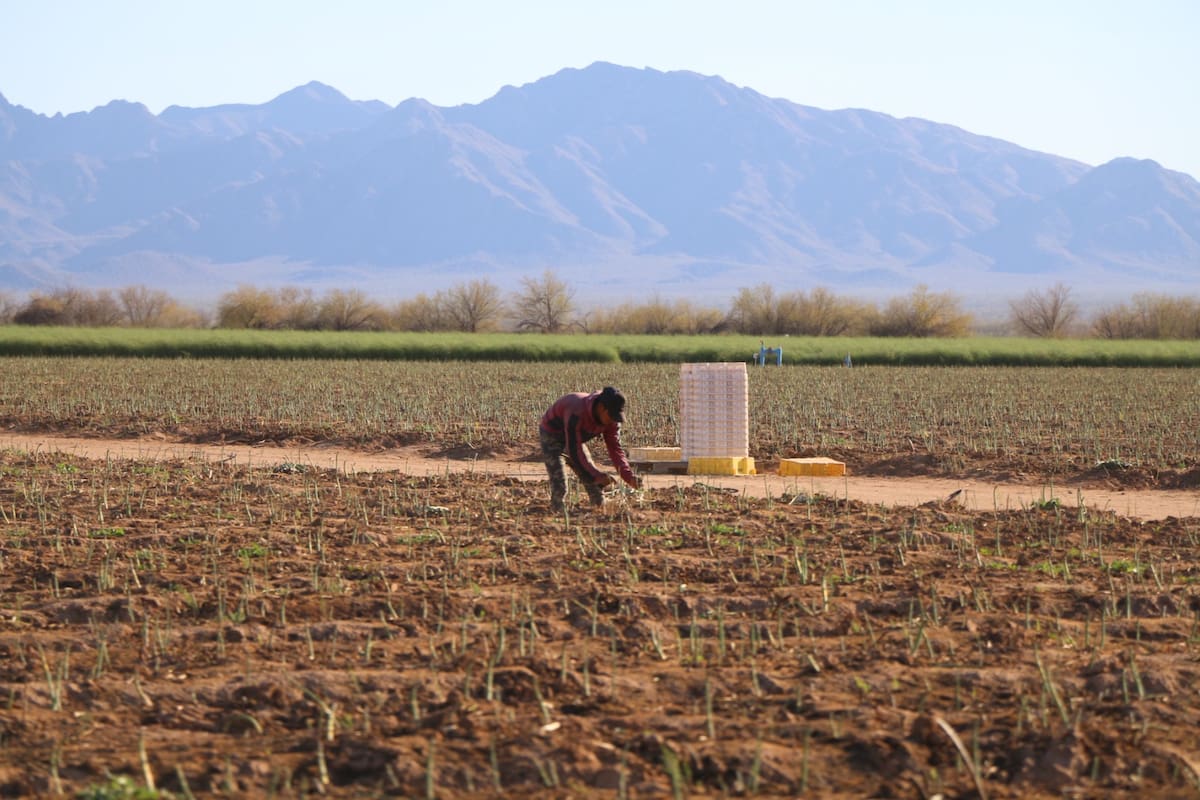 Agricultura genera importantes ganancias cada año en Caborca