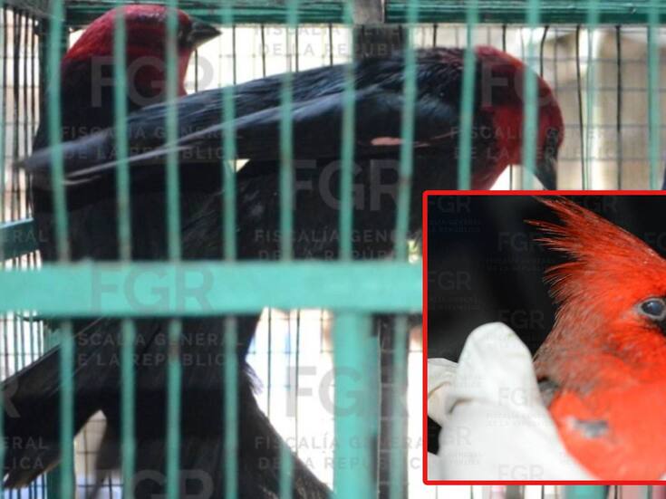 Detienen a pareja en Morelos manejando un vehículo con 21 jaulas que contenían 107 aves de diferentes especies y colores