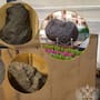 La Aduana rusa abrió una caja declarada como “adorno de jardín” y encontró en su interior un meteorito Aletai valuado en 323 millones de rublos que tenía como destino final la ciudad de Londres