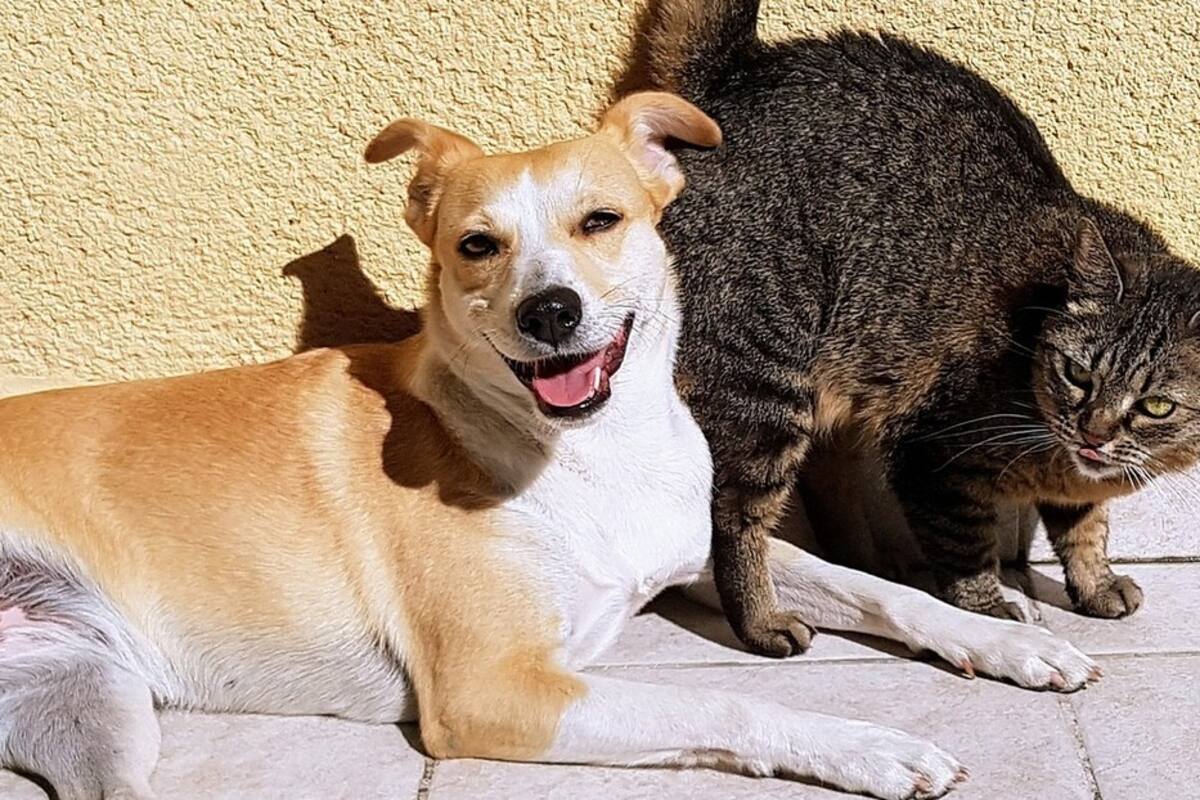Desmienten rivalidad innata entre perros y gatos