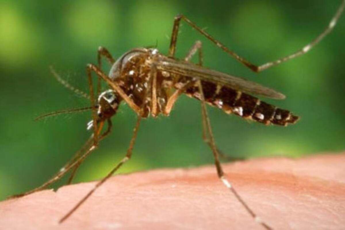 Cobra virus del Nilo una vida en Valle Imperial