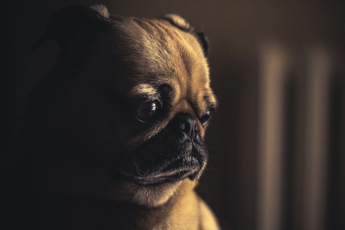 Descubre si tu perro o gato tiene depresión, te decimos cómo curarlo