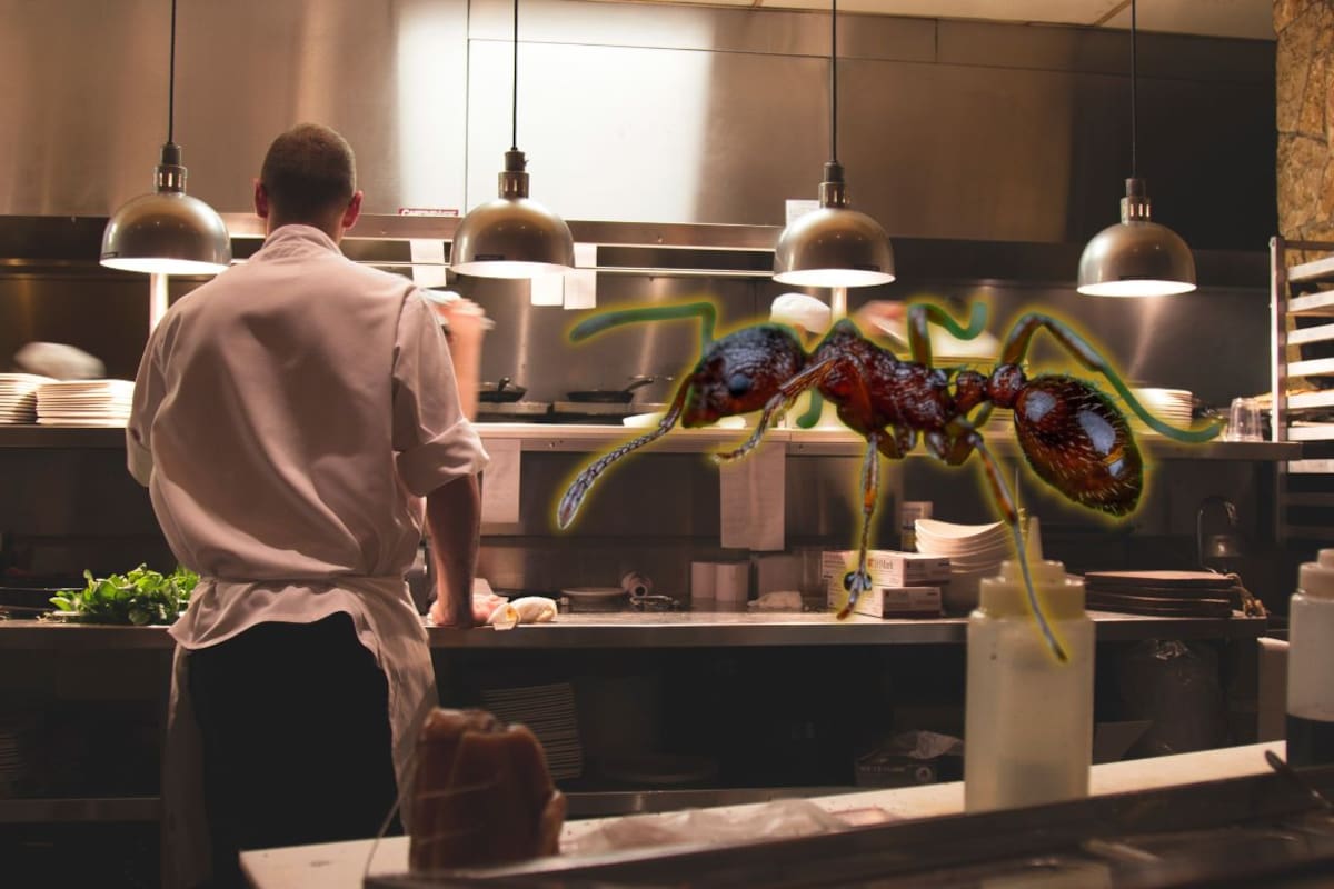 Cerca de 49,000 hormigas fueron servidas como postre durante cuatro años en un restaurante de alta cocina en Corea del Sur que ahora podría cerrar por violar la ley alimentaria