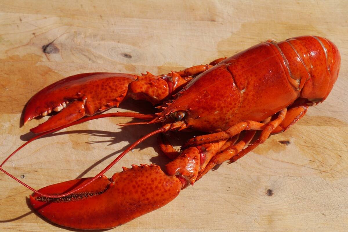 Por su peculiar color, langosta se salva de ser cocinada
