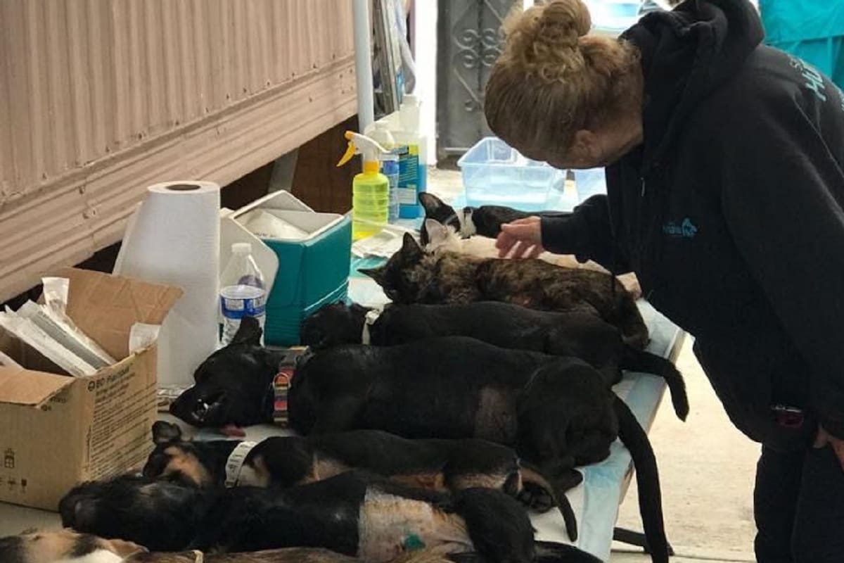 Organizan campaña gratuita de esterilización de mascotas en Rosarito