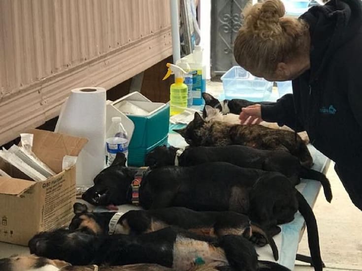 Organizan campaña gratuita de esterilización de mascotas en Rosarito