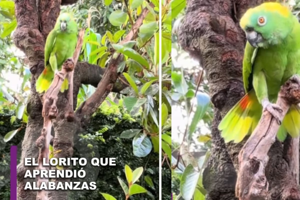 “El amor de Dios es maravilloso”: loro se vuelve viral al cantar alabanzas