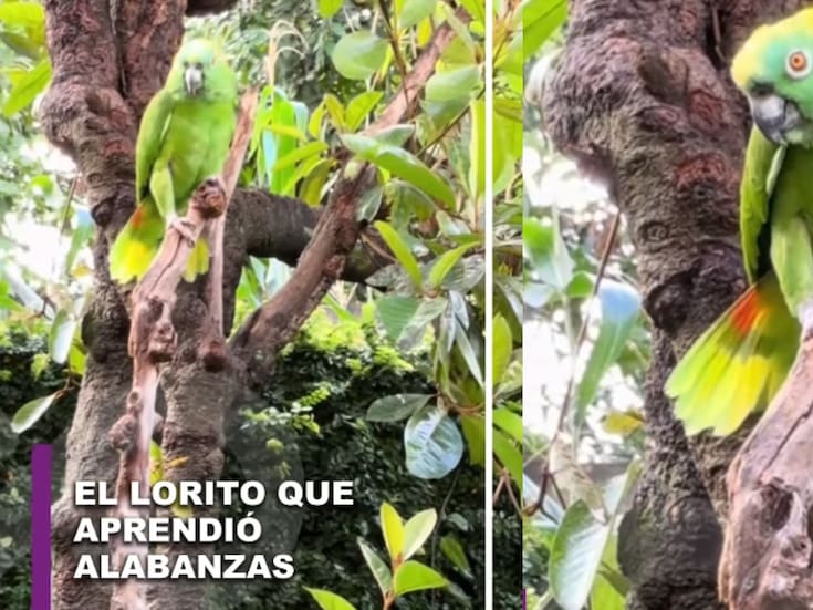 “El amor de Dios es maravilloso”: loro se vuelve viral al cantar alabanzas