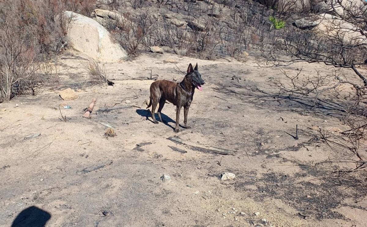 El binomio canino “Mamba” realizó un patrón de búsqueda en zigzag, descartando un área aproximada de 60 por 80 metros del punto de inicio.