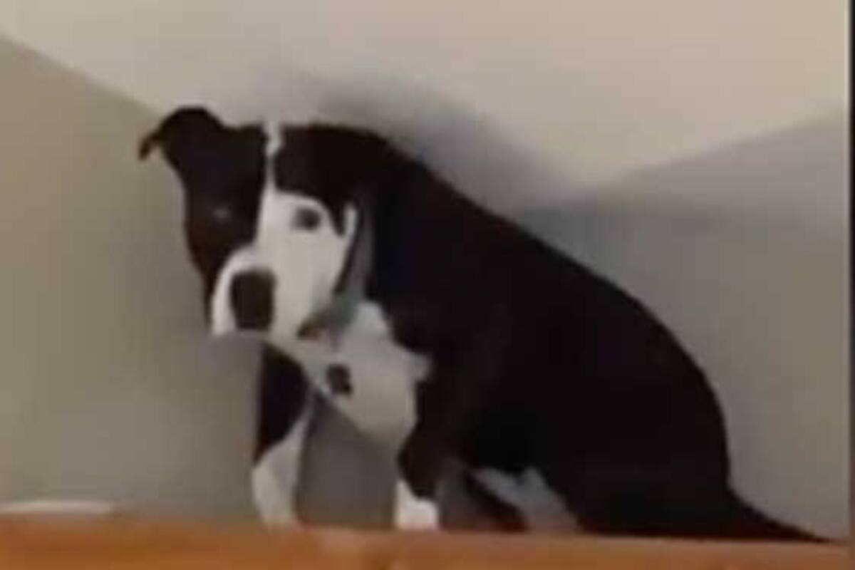 Perro actúa como si fuera gato