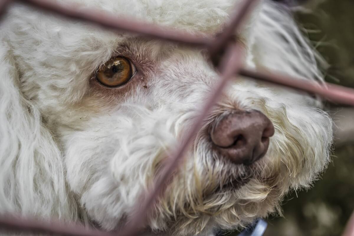 Piden castigar con 5 años de cárcel a quien torture perros