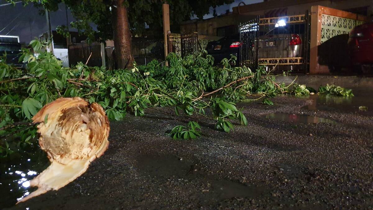 En la calle Mariano Jiménez casi con Paseo Costa de Hermosillo, en la colonia Virreyes, un árbol fue derribado por los fuertes vientos.