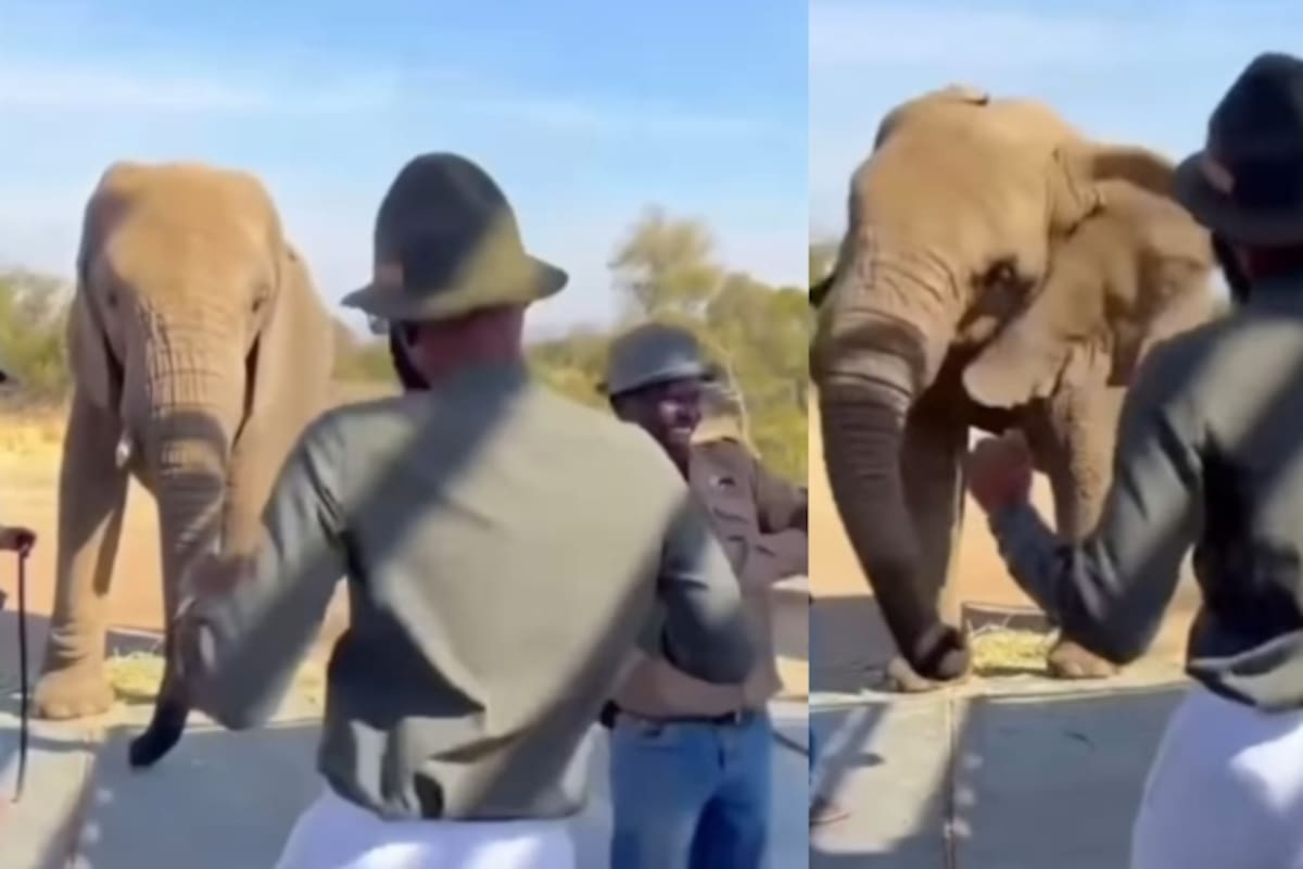 “Compañeros de baile”: Hombre enseña a un elefante a seguirle el ritmo