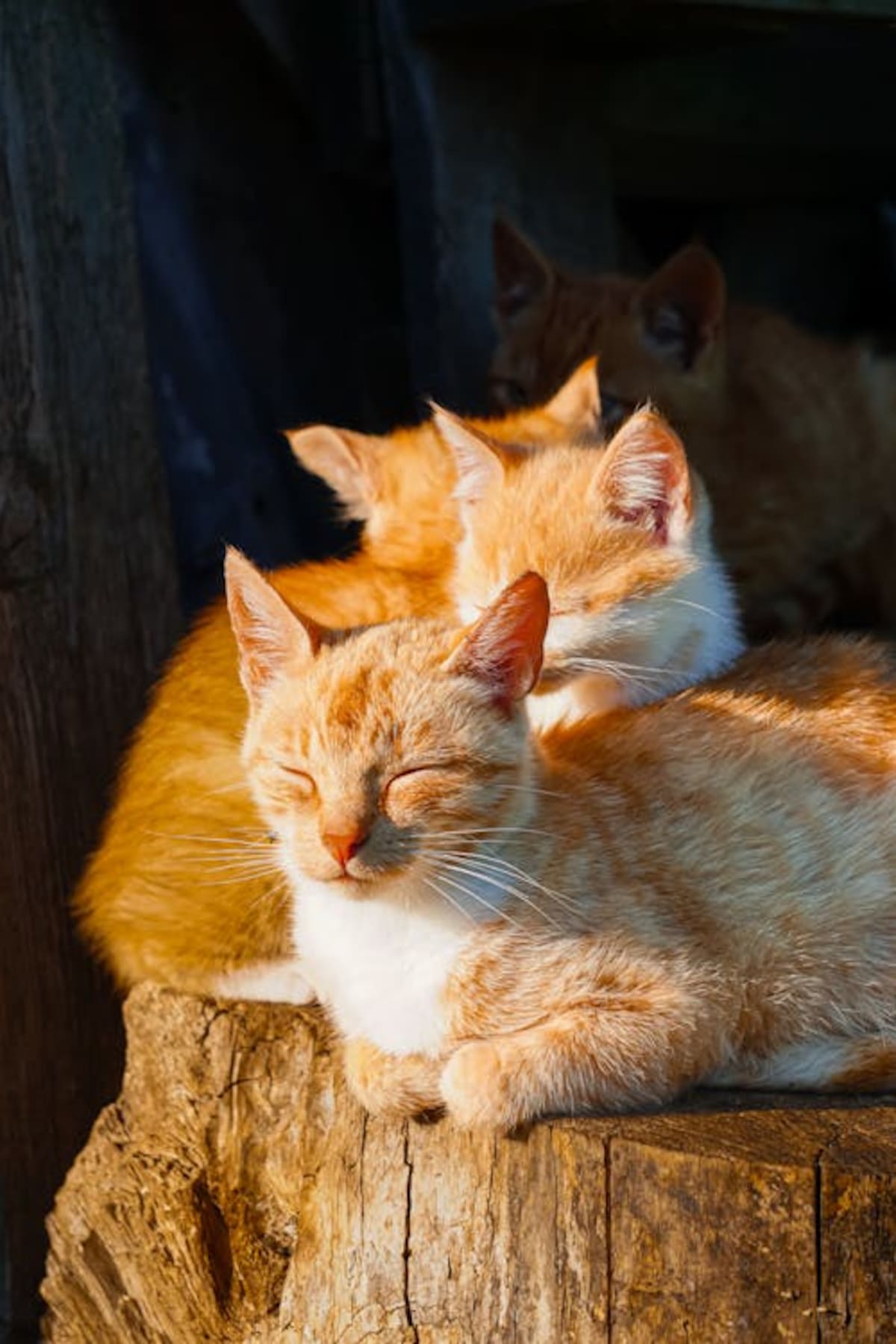 El color naranja en los gatos | Foto: pexels