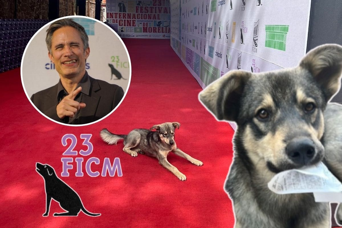 Gael García Bernal invita a adoptar a Maclovio, el perrito cinéfilo que conquistó el FICM 2025
