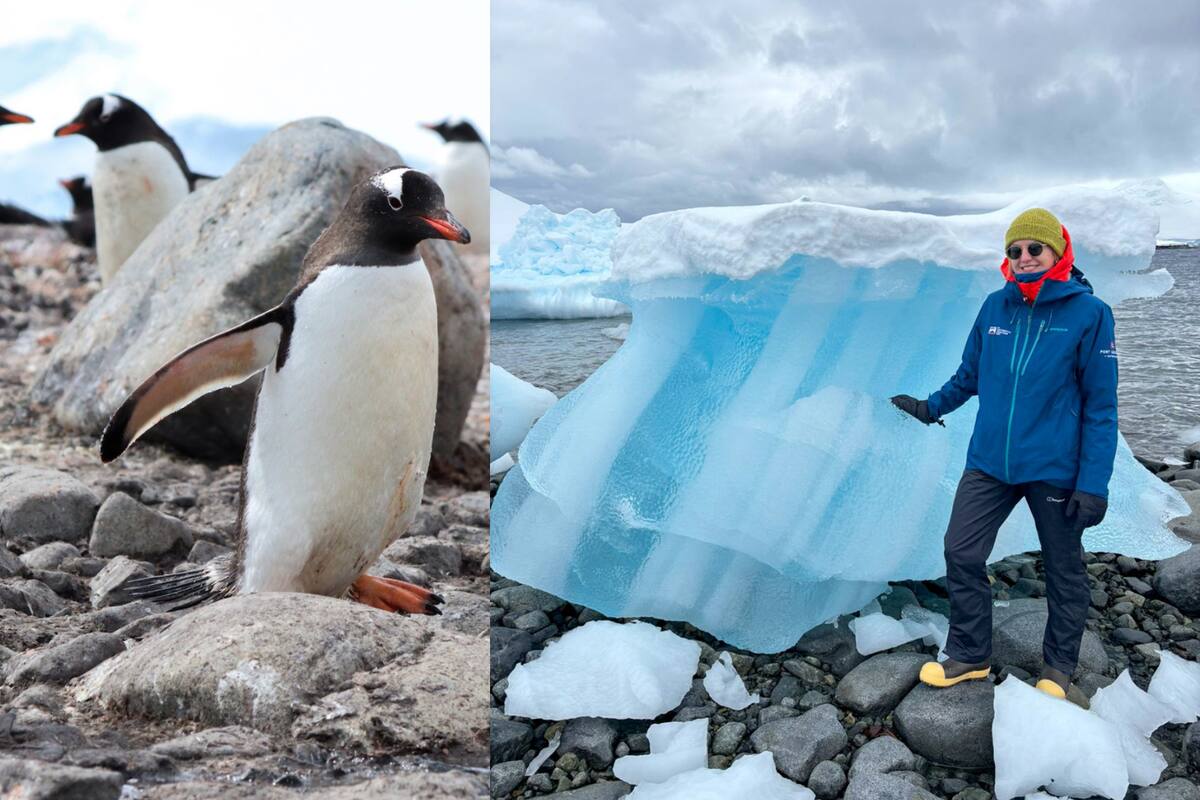 Ofrecen trabajo en la Antártida ¡contando pingüinos!