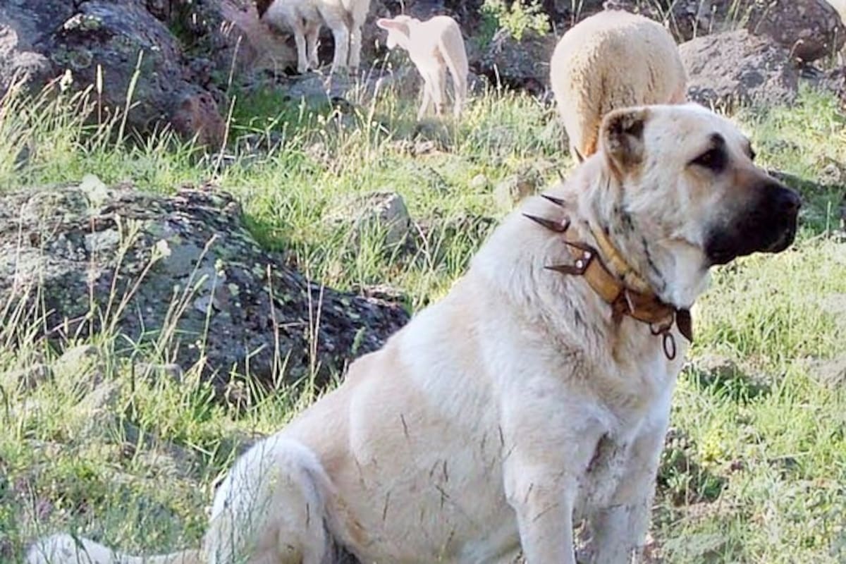 El Kangal, el perro con la mordida más fuerte del mundo