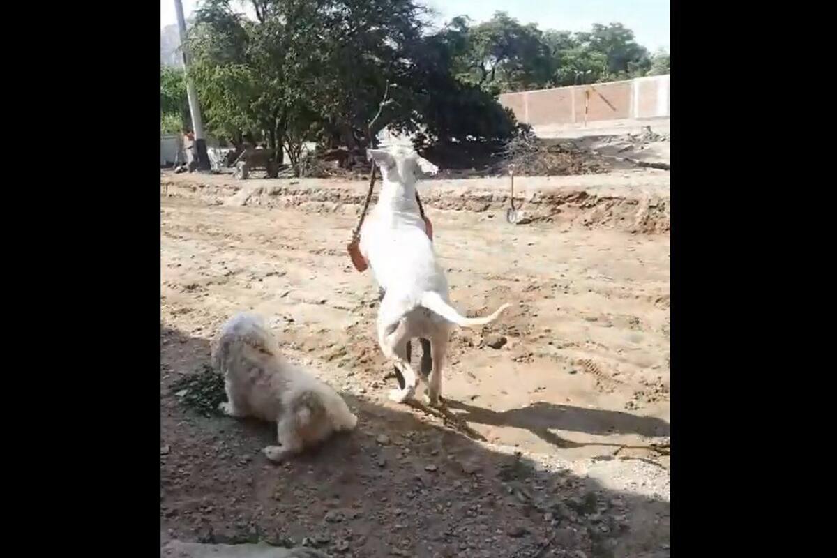 TIKTOK: Perrito defiende a su "hermanito" después de que una joven se acercara a él