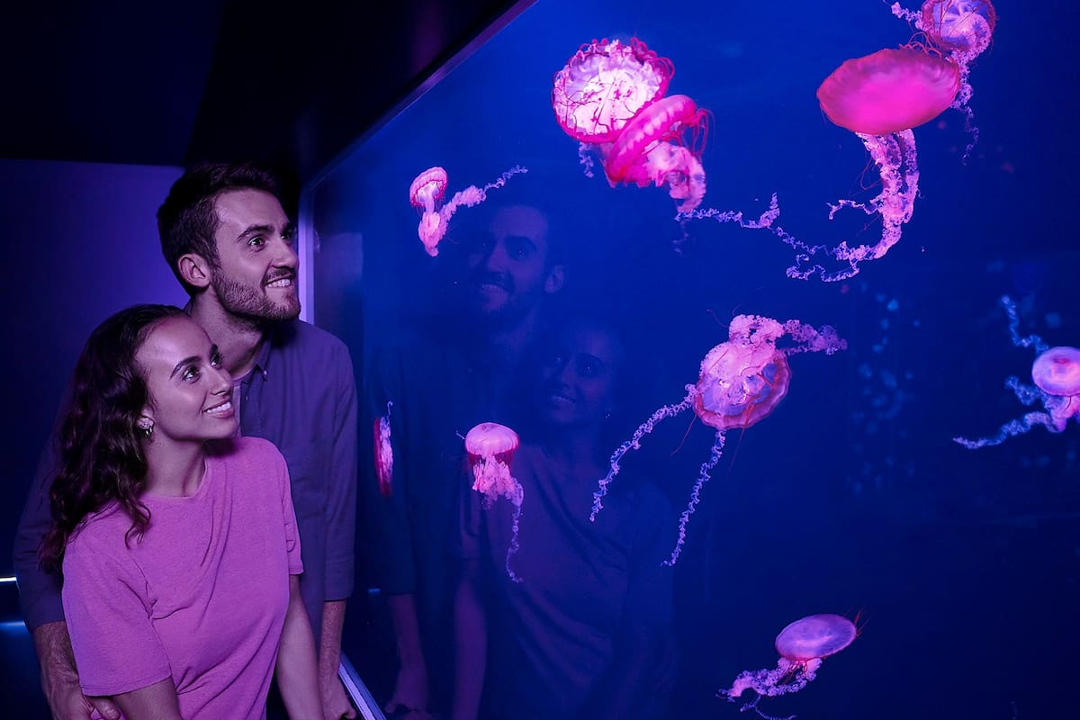 Sea Life Arizona en Tempe: el acuario ideal para un día familiar lleno de aventura