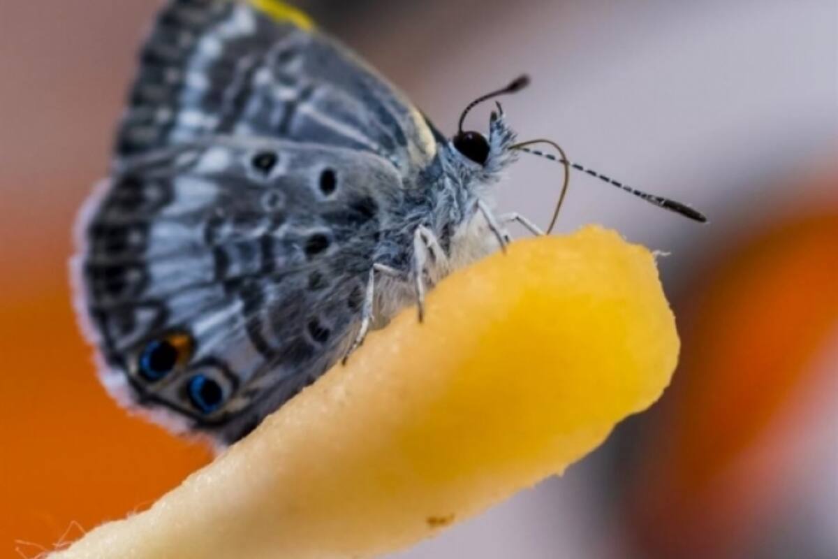 Bebida isótonica es la clave para salvar a las mariposas Miami Blue