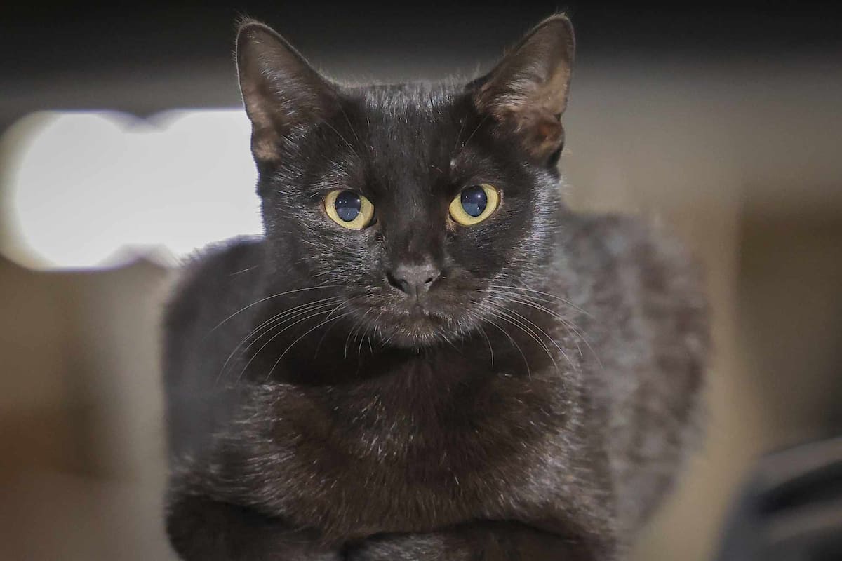 Octubre suspende la adopción de gatos negros y blancos por rituales de Halloween. Foto: Gerardo Gonsalez
