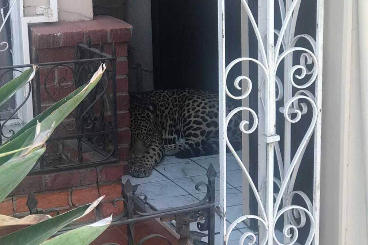 Sorprende leopardo suelto en Tijuana