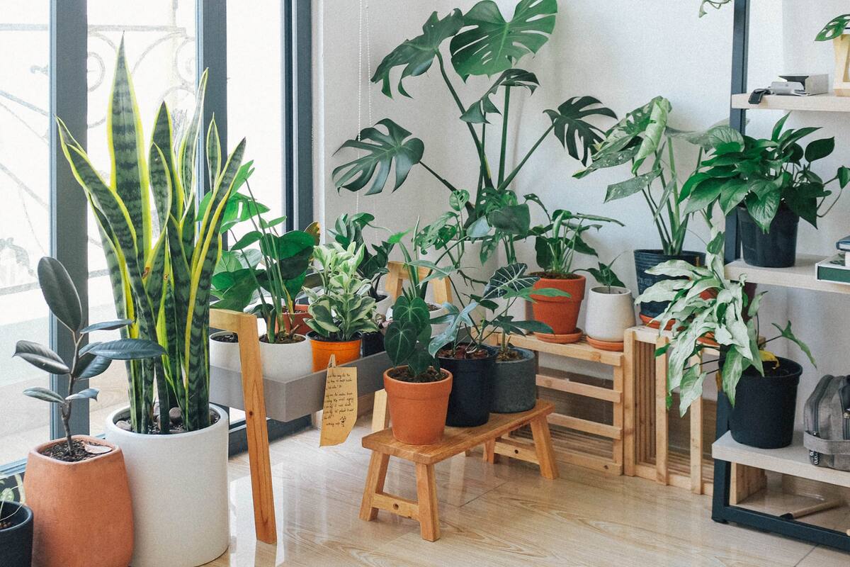 Estos son los beneficios psicológicos de tener plantas en el hogar, según expertos