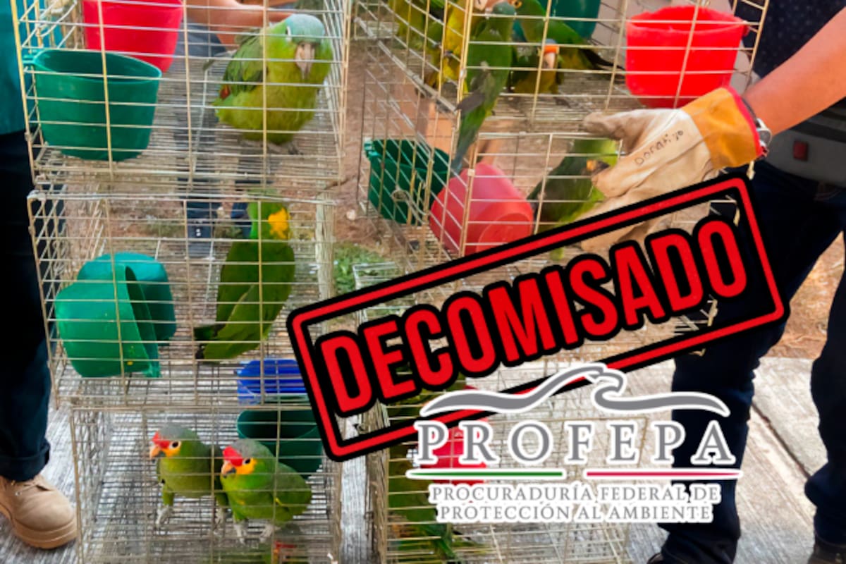 Operativo en Morelos: más de cien aves silvestres aseguradas en tianguis, dos detenidos y graves daños ambientales