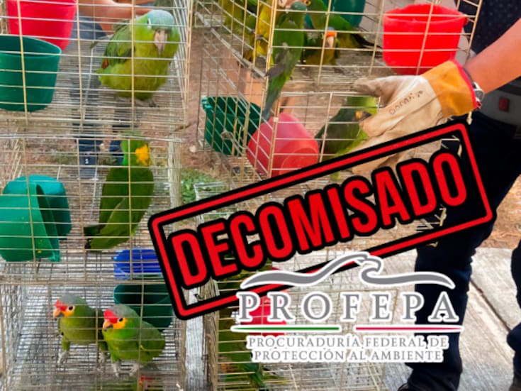 Operativo en Morelos: más de cien aves silvestres aseguradas en tianguis, dos detenidos y graves daños ambientales