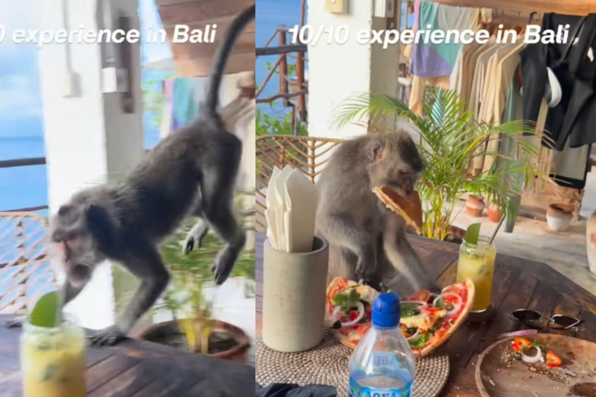“Tuvieron la experiencia completa”: turistas en Bali graban el momento en que un mono los asalta por comida