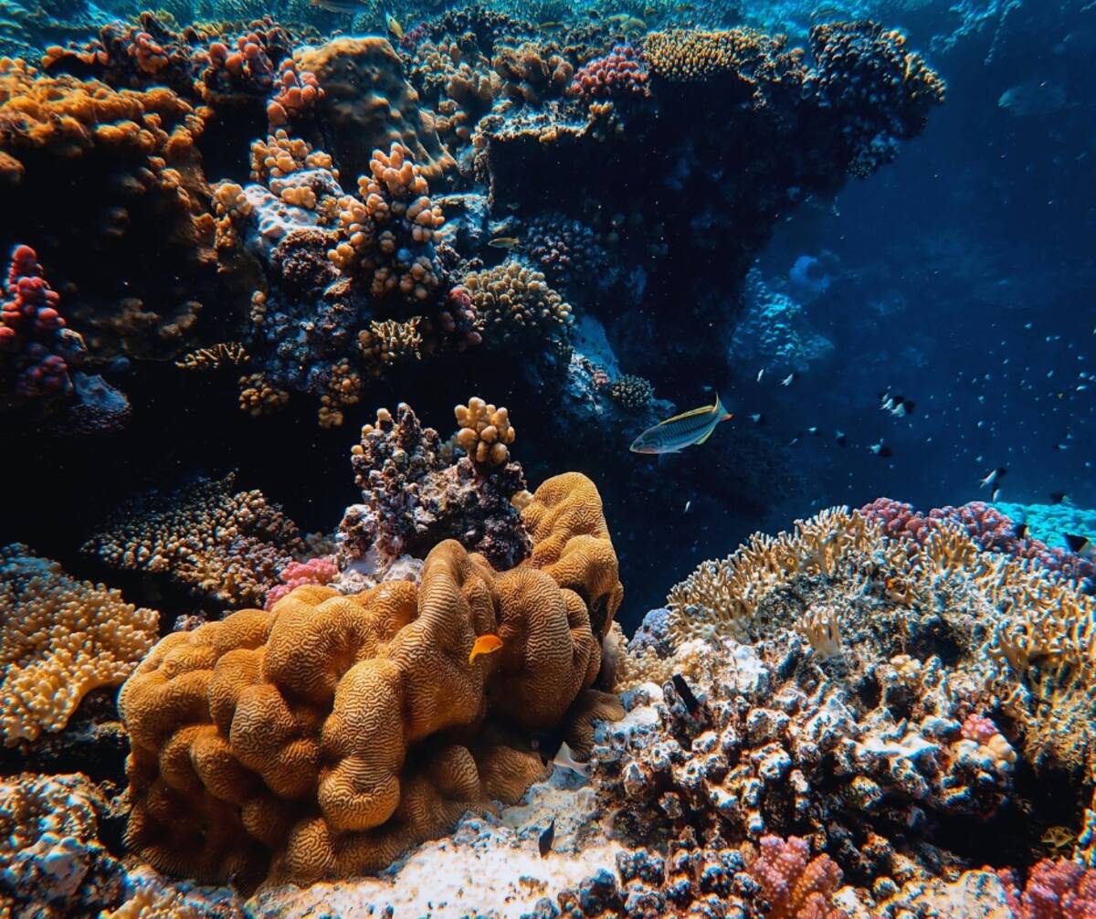 Reserva marina (ilustrativa).