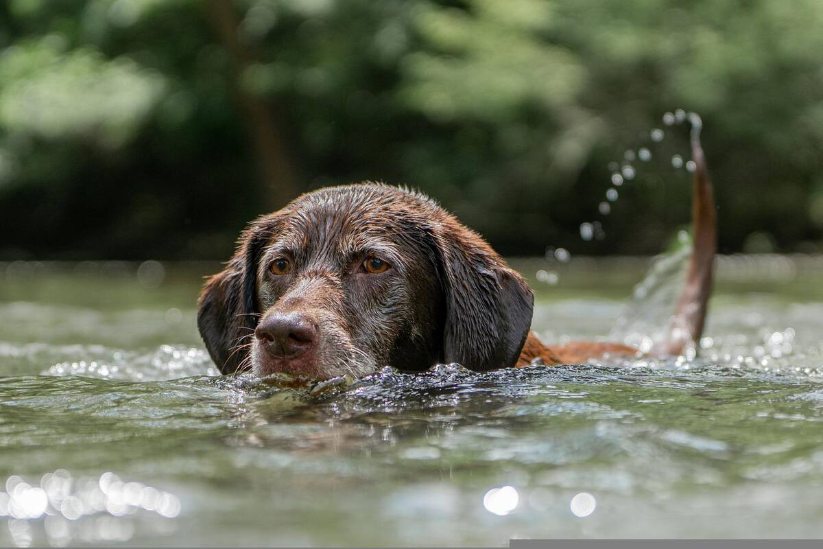 Cómo cuidar a su mascota durante una ola de calor