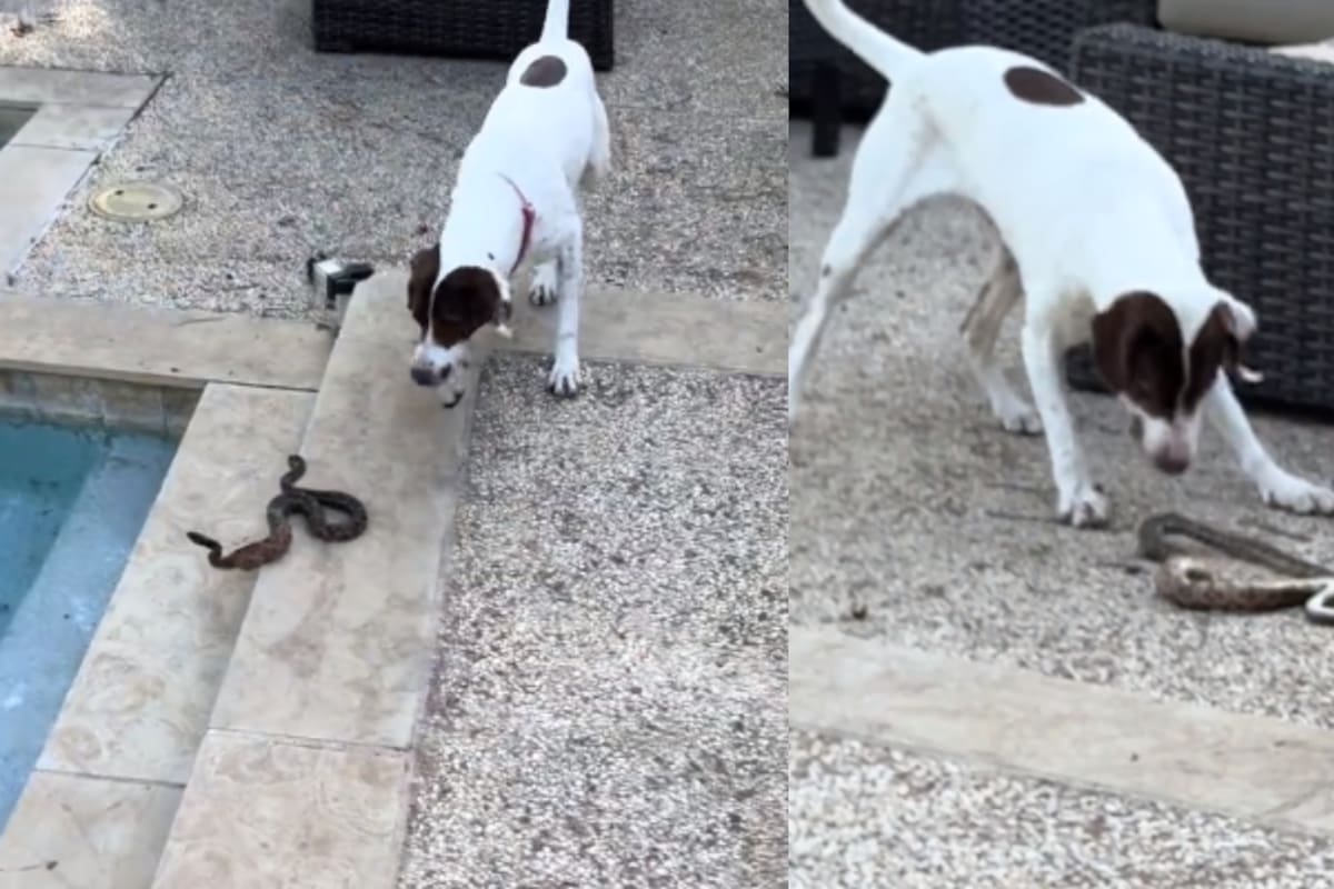 Perro atrapa a una serpiente que encontró en el patio de su casa | VIDEO