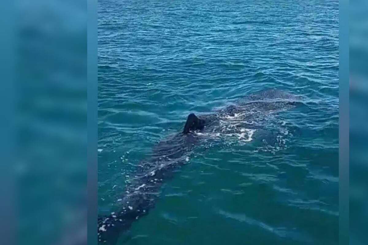 Niño de 10 años de edad es atacado por tiburón en Las Bahamas