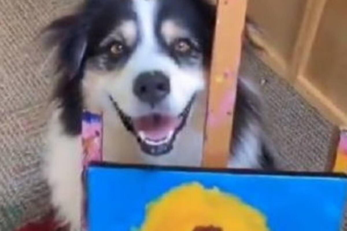 Perrito pintor, enciende las redes