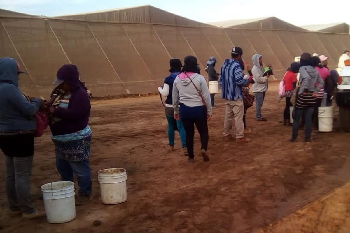 Delegada federal constata violaciones laborales en San Quintín