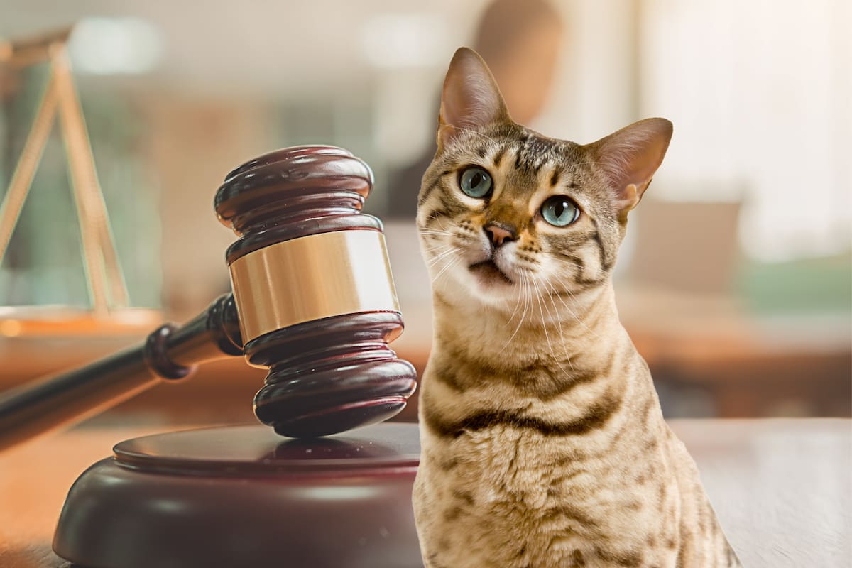 Tras su divorcio, un hombre deberá pagar manutención por los gatos que compartía con su exesposa