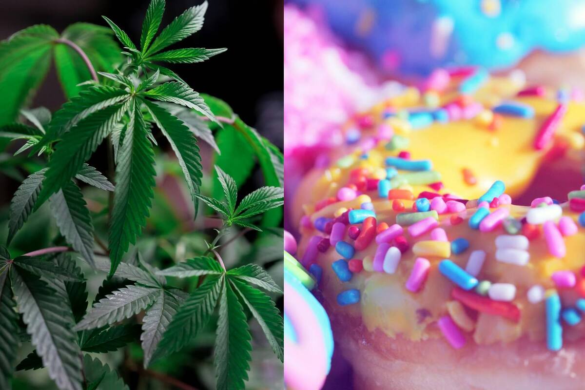 Detienen a cuatro jóvenes vendiendo postres aparentemente elaborados con marihuana en CDMX; se presumen eran estudiantes
