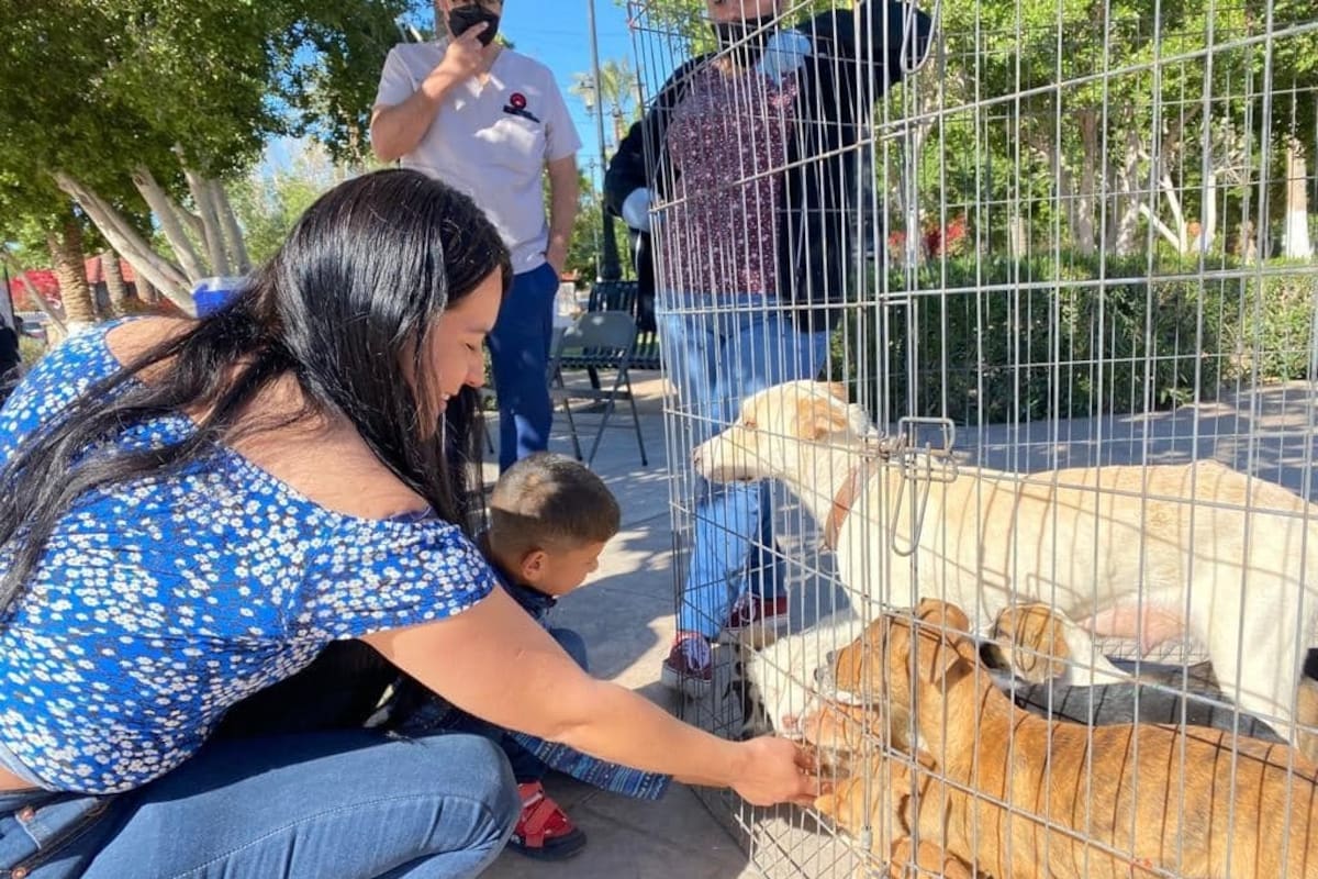 Congreso de BC endurece reglas para la venta de mascotas y refuerza su protección